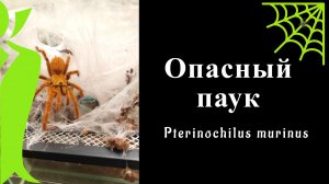 Опасный паук - птицеед Муринус