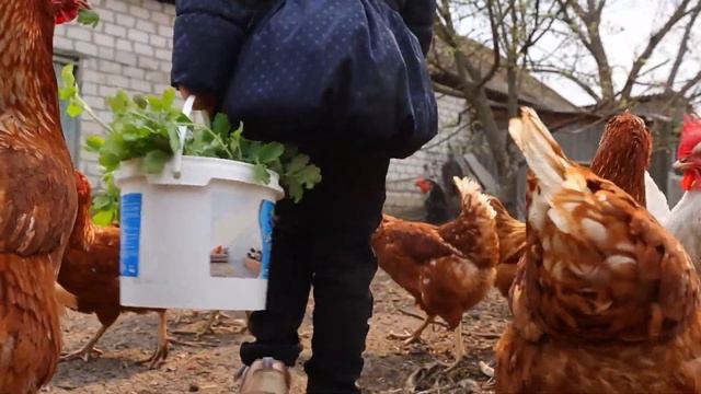 В деревне у бабушки. Злата кормит курочек. Курочки снесли много яиц смотреть онлайн