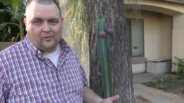 Growing Peruvian Apple Cactus in Arizona (Cereus Repandus) смотреть онлайн