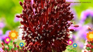 Лук аметистовый Рэд мохикан. Краткий обзор, описание характеристик allium amethystinum Red Mohican