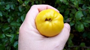 Айва японская заготовки на зиму, посадка и уход. Видео - 1.