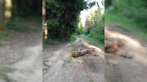 11.06.2023 19:07 [Продолжаю искать путь до озера Бабошкино]