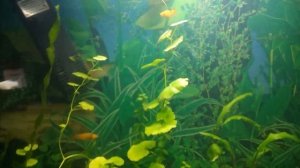 Моллинезия желтая и Снежинка, новые жители в аквариуме.