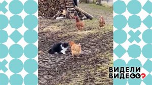 Кот гоняет кур. Видели видео? Фрагмент выпуска от 05.02.2023