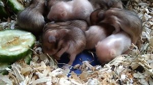 Что умеют хомячки Канал про домашних животных Видео про домашних животных Сирийские домашние хомячк