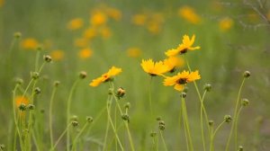 Медитация ХООПОНОПОНО для прощения себя и любви к себе.