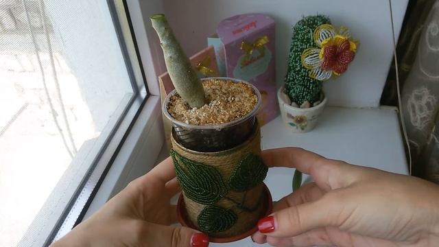 Обрезка Адениума Adenium