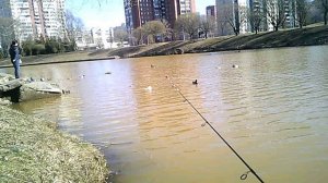 Ворона попрошайка.avi