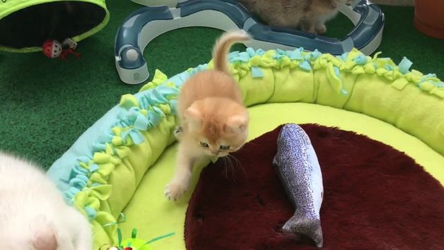 🧡🧡🧡ЗОЛОТЫЕ КОТЯТА❤️❤️❤️ЗЕЛЕНЫЕ ГЛАЗКИ😻😻😻ОЧЕНЬ РЕДКИЕ🙀🙀🧡