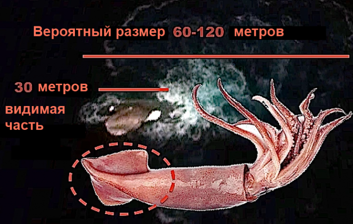 Кальмар чудовищных размеров замечен на спутниковых снимках: видимая часть "Кракена" достигает 30 мет