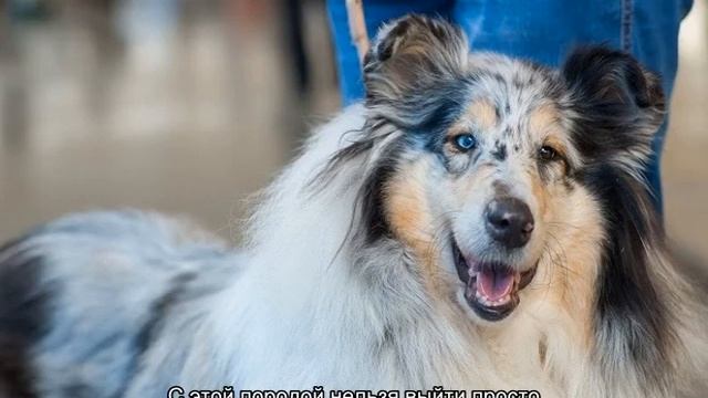 Мини колли: маленькая карликовая овчарка шелти смотреть онлайн