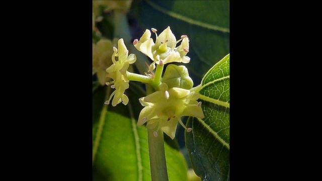 Jujube, azufaifa, chincho, gínjol, jujuba, yuyubi, dátill chino, Ziziphus jujuba. смотреть онлайн