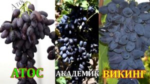 Виноград Кодрянка (Grapes Codrjanka, Black Magic)