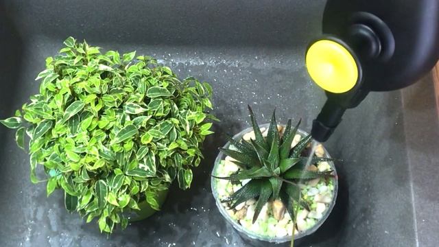 Отличный РАСПЫЛИТЕЛЬ для комнатных растений смотреть онлайн