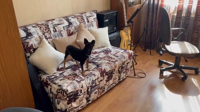 Охотничьи инстинкты русского тоя или реакция Тоя на муху смотреть онлайн