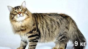 Самые крупные породы домашних кошек