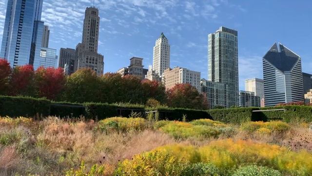 Amsonia in fall смотреть онлайн