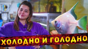 Как сейчас выглядит РАЗВОДНЯ Аленки!