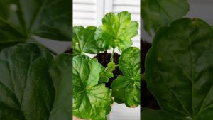 Как легко зимой укоренить черенки пеларгонии. #герань #пеларгония
