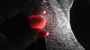 Разведение попугаев осень зима 2017 №5 Как и зачем просвечивать яйца. Первое яйцо пищит