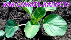 Посадка капусты в открытый грунт. Как сажать капусту? Как выращивать капусту в открытом грунте?
