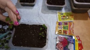 "Цинерария кровавая"  Пикировка.