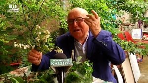 Полезные советы от травника Рустамова А.Д.