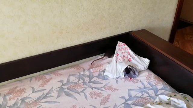 Почему крысы чешутся?