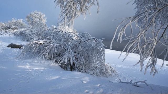 ЧЕРНОЕ ДЕРЕВО смотреть онлайн