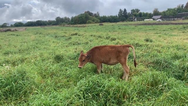Окот! Козочка родилась с большой проблемой! Красота вокруг! смотреть онлайн