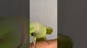 Говорящий ожереловый попугай Ричи