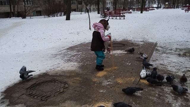 ВЛОГ Как правельно кормить голубей. VLOG смотреть онлайн