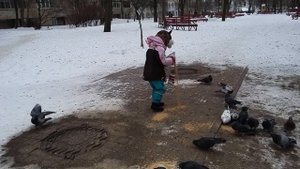 ВЛОГ Как правельно кормить голубей. VLOG