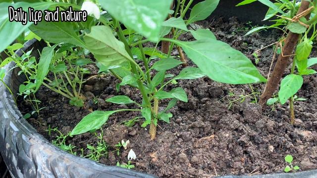 Top Tips To Grow Chilli in Old Tire from Seeds till Harvest/Growing Chili  by Daily Life and Nature