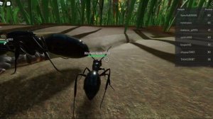 Roblox Ant life (Gameplay)