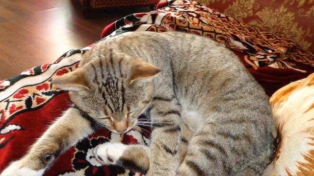 Серокоричневый полосатый котик полосатый кот смотреть онлайн