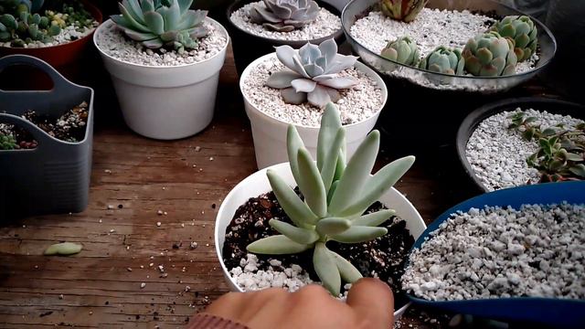 trasplantamos #suculentas #flowers #garden #plantas #mexico #jardin #flores #echeveria #españa смотреть онлайн