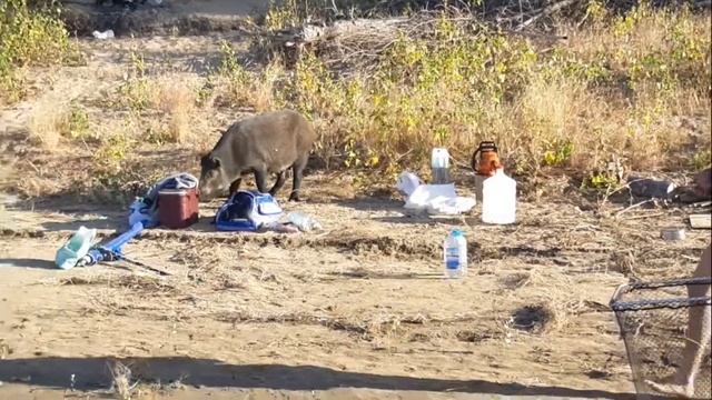 Нападение стада кабанов на рыбаков или чем заняться когда не клюет смотреть онлайн