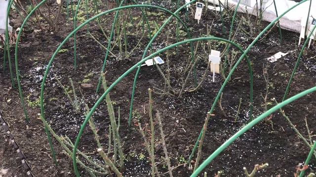 И снова о розах. Ох и нелёгкий это труд!!! смотреть онлайн