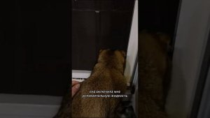 Пушистый влог🐈