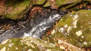 Уссурийская тайга Сихотэ Алинь Приморье Дальний Восток Пангур Водоскаты 16 октября 2022 г. Прогулка