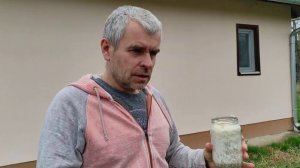Ежовик гребенчатый и миндаль в Сербии. Выращиваю гриб львиная грива в банке.
