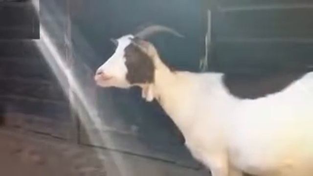 Приколы с животными Коза пародист смотреть онлайн