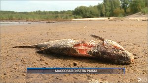 Рыбинск-40. МАССОВАЯ ГИБЕЛЬ РЫБЫ