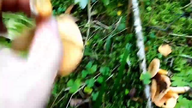 В Лес За Рыжиками#ГрибыСПБ#грибы#рыжики#погрибы#загрибами#ТихаяОхота смотреть онлайн