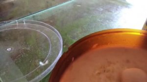 Кормление меченосцев нематодами