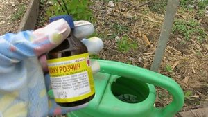 НАШАТЫРНЫЙ СПИР- как УДОБРЕНИЕ  и от ВРЕДИТЕЛЕЙ  КЛУБНИКИ..  Ammonium alcohol as a fertilizer..