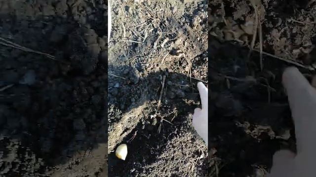 Посадка чеснока и лукочеснока Рокомболь. смотреть онлайн