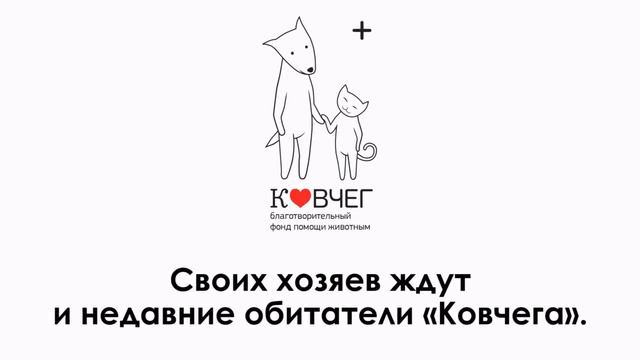 Ковчег. выпуск №1 смотреть онлайн