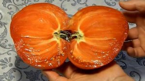 Томат Сердце дракона. Тест зрелых помидоров.